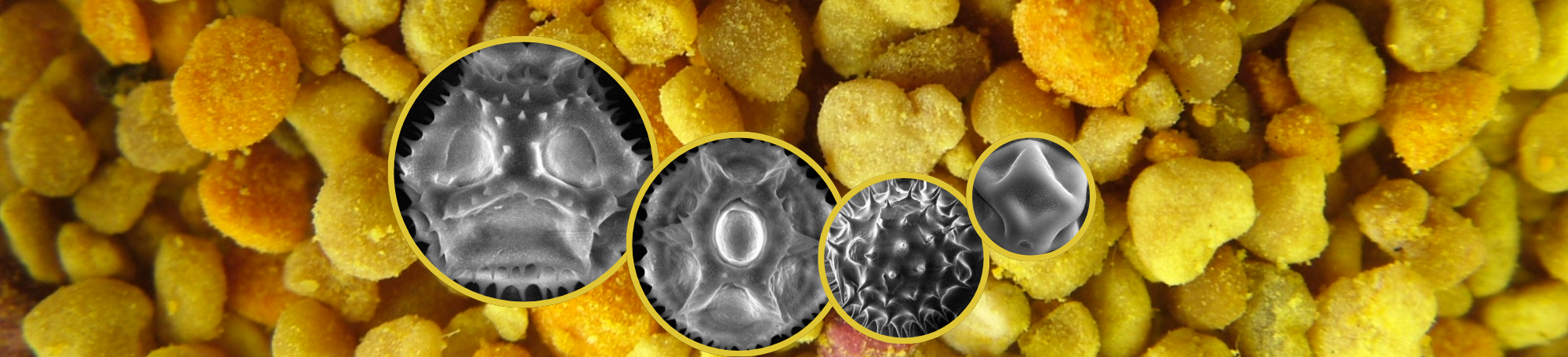 Pollen grains :: Image 1